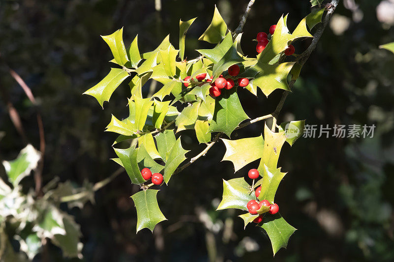 冬青（Ilex aquifolium）